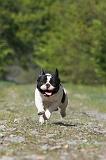 BOULEDOGUE FRANCAIS 435